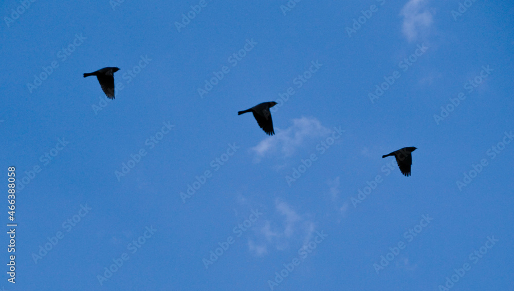 Three birds flying at the same time Three birds flying at the same time