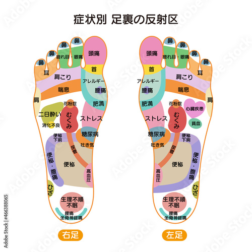 症状別足裏の反射区・足つぼ　図解イラスト