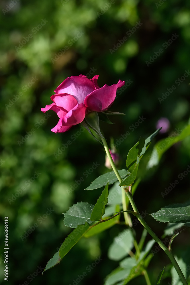beatutiful pink rose booming in the park.