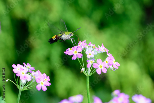 Humming bird moth pollinator flowers blooming in the garden,ecosystem service concept.