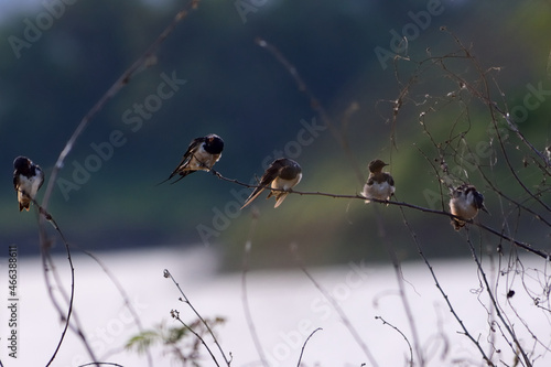 House Swift colony perched on branch tree in the filed,when migration season on Autumn.