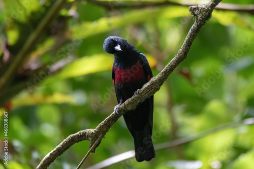 a black-and-crimson Oriole (Oriolus cruentus) bird in nature © ZAIRIAZMAL