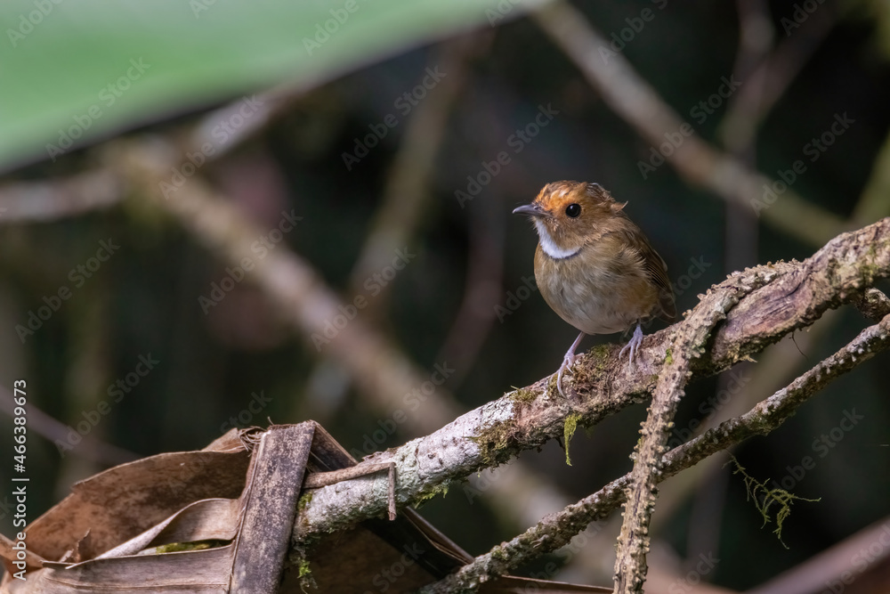 Fototapeta premium a Rufous-browed flycatcher (Anthipes solitaris) bird in nature