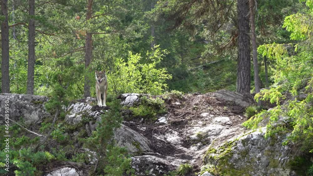 Rare nordic grey wolf standing on cliff and looking around inside Norwegian woods - Sunny summer day - Static handheld clip Rare nordic grey wolf standing on cliff and looking around inside Norwegian woods - Sunny summer day - Static handheld clip