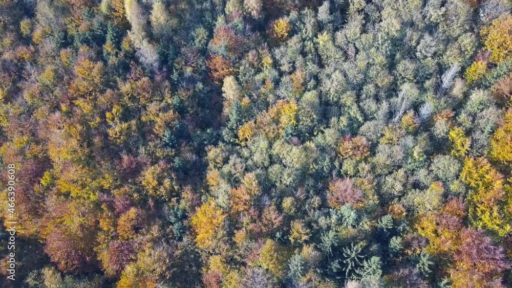 Aerial top down view of autumn forest with green and yellow trees. Mixed deciduous and coniferous forest. Autumn forest from above. Colorful forest aerial view. Aerial top down view of autumn forest with green and yellow trees. Mixed deciduous and coniferous forest. Autumn forest from above. Colorful forest aerial view.