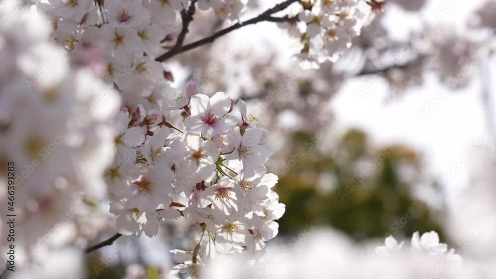 Video of cherry blossoms with beautiful front bokeh. Video of cherry blossoms with beautiful front bokeh.