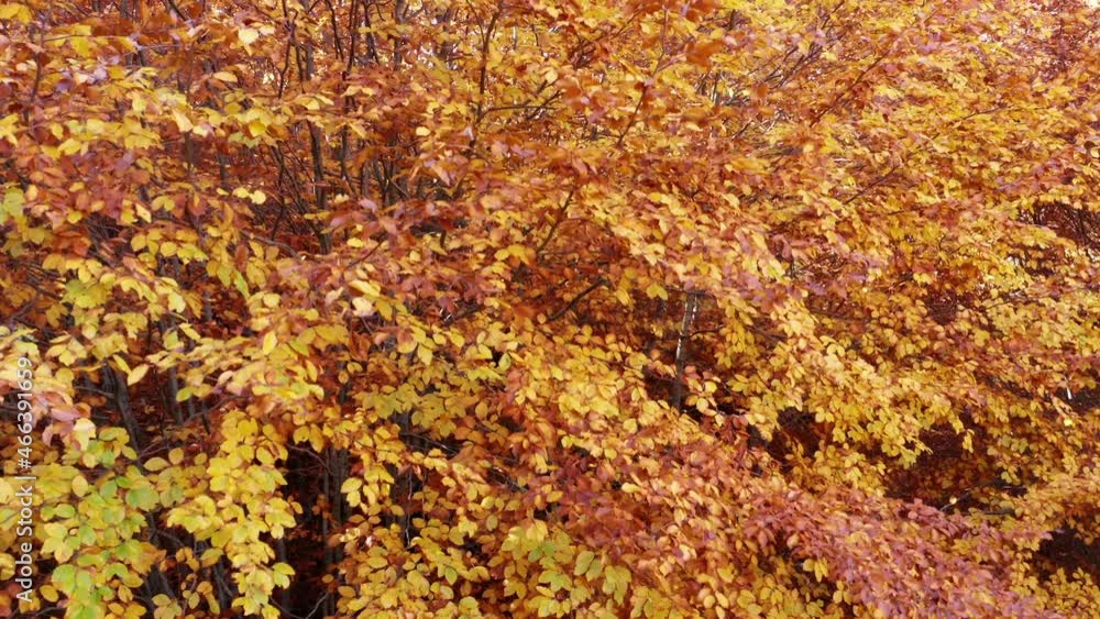 Foliage in autumn - leaves on young deciduous trees in fall season. Red, yellow, green and orange as colors of a dense forest or park. Vivid colorful vegetation. Natural environment beauty. Foliage in autumn - leaves on young deciduous trees in fall season. Red, yellow, green and orange as colors of a dense forest or park. Vivid colorful vegetation. Natural environment beauty.