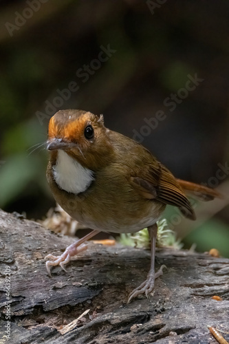 a Rufous-browed flycatcher (Anthipes solitaris) bird in nature