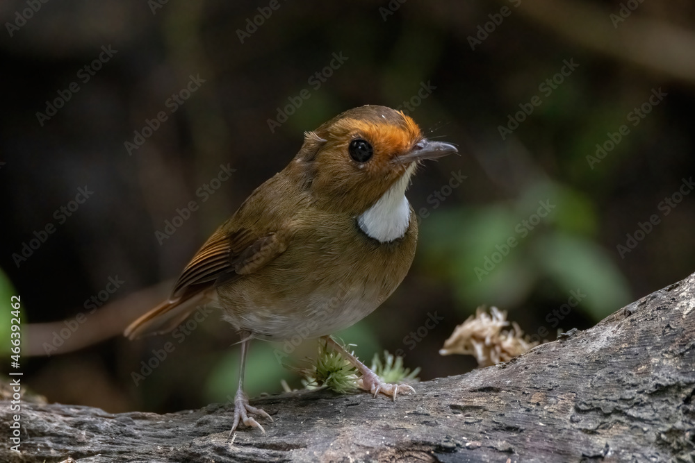 a Rufous-browed flycatcher (Anthipes solitaris) bird in nature a Rufous-browed flycatcher (Anthipes solitaris) bird in nature