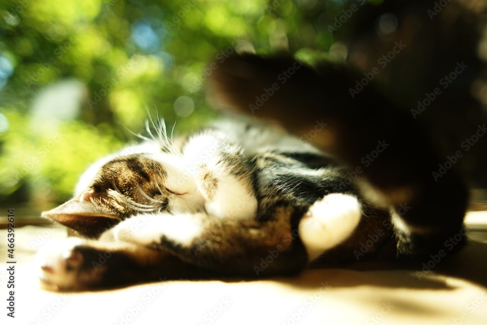 Obraz premium Portrait of brown tabby cat in woody room