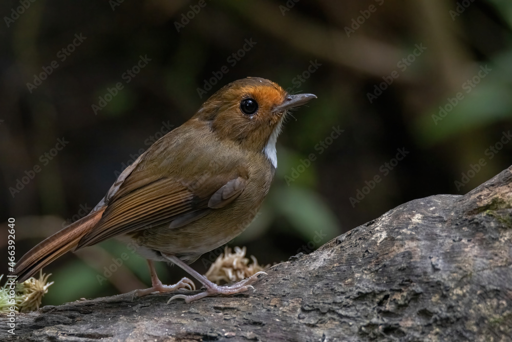 a Rufous-browed flycatcher (Anthipes solitaris) bird in nature a Rufous-browed flycatcher (Anthipes solitaris) bird in nature