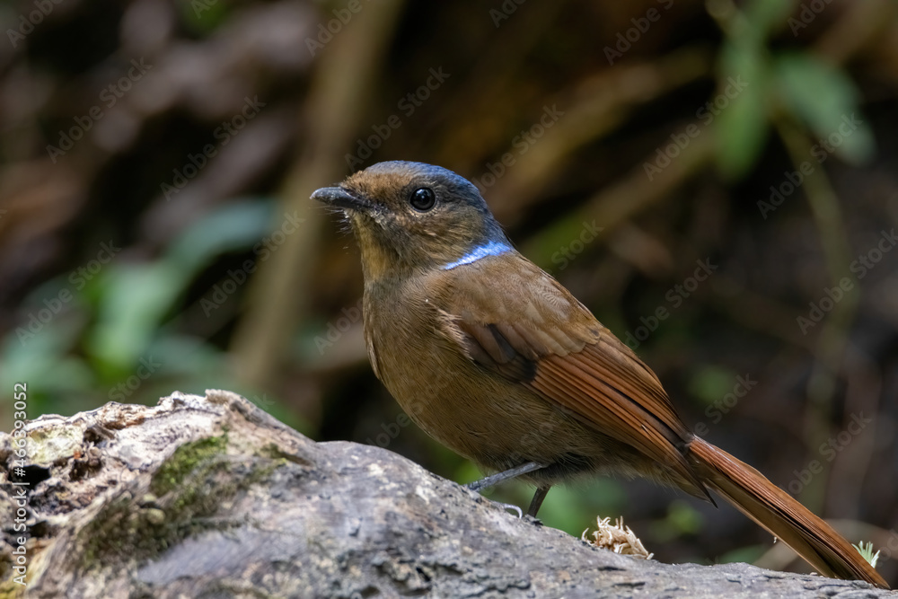 Fototapeta premium a Large Niltava Female (Niltavagrandis) bird in nature