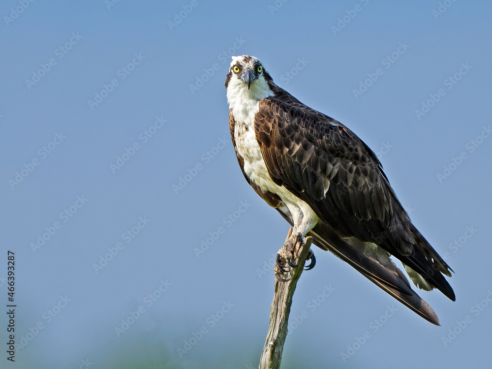 Fototapeta premium Osprey Standing on a Dead Tree Branch