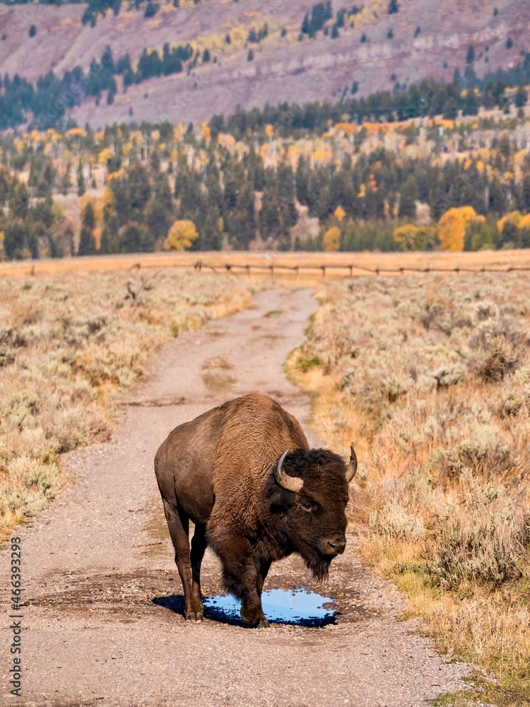 Vertical image of an adult American bison (Latin Bison bison) standing over a puddle on a dirt track in Jackson Hole, Wyoming, with autumn colors in the background. Vertical image of an adult American bison (Latin Bison bison) standing over a puddle on a dirt track in Jackson Hole, Wyoming, with autumn colors in the background.