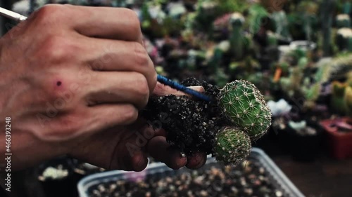 Hand of a male gardener holding a brush while cleaning a small succulent plant sapling to transplant into a new pot