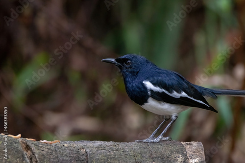 a oriental magpie-robin bird in nature