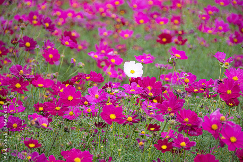 Naklejka premium 一輪の白コスモス