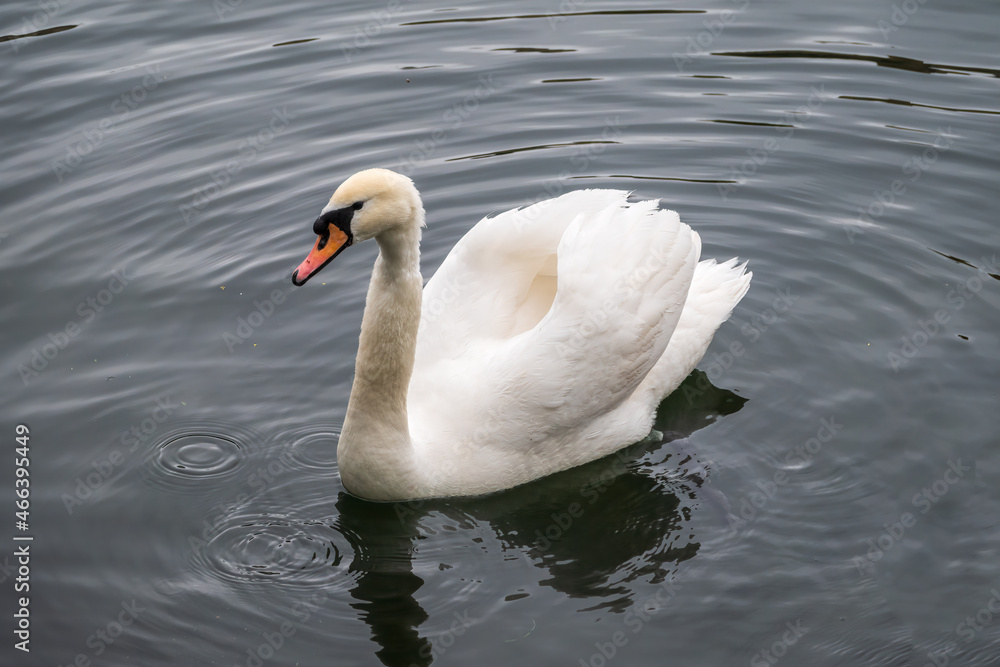 A graceful white swan swimming on a lake with dark water. The white swan is reflected in the water A graceful white swan swimming on a lake with dark water. The white swan is reflected in the water
