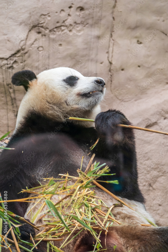 Fototapeta premium The Giant Panda Bear sits while eating a bamboo stalk