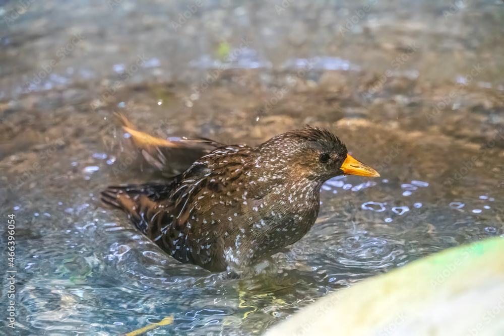 A European Starling is splashing in the shallow water taking a bath. The common starling or European starling, Sturnus vulgaris A European Starling is splashing in the shallow water taking a bath. The common starling or European starling, Sturnus vulgaris