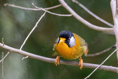 a Silver-eared Mesia (Leiothrix argentauris) bird in nature photo