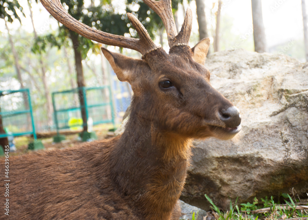 deer in the woods deer in the woods