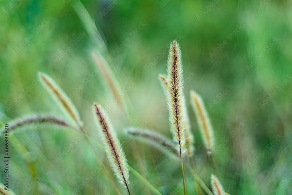 Fototapeta premium close up of wheat