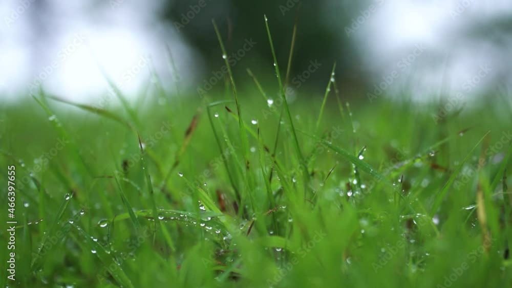 Slider shot highlighting the dew drops on the green grass in the lawn; dew drops shining brightly in the grass after rainfall. Slider shot highlighting the dew drops on the green grass in the lawn; dew drops shining brightly in the grass after rainfall.