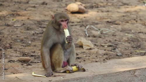 A mischievous yet alert monkey eating banana and holding its peel with its feet; camera focusing on the antics of the monkey eating banana. photo