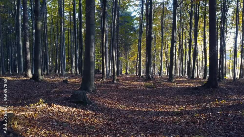 Fly through the mixed forest in autumn at sunset Fly through the mixed forest in autumn at sunset