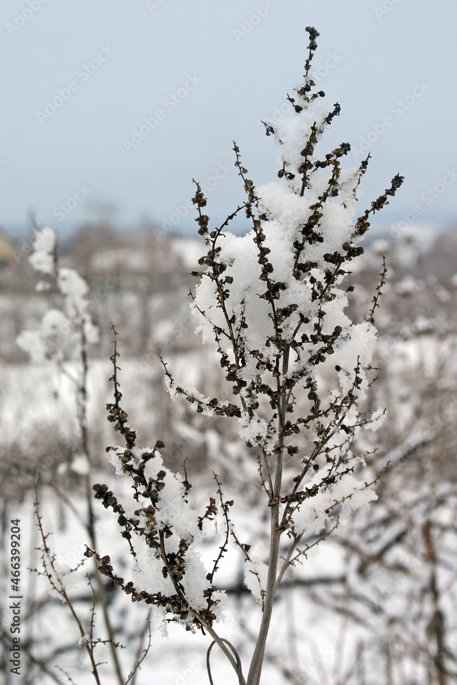 Dried plant covered with snow.