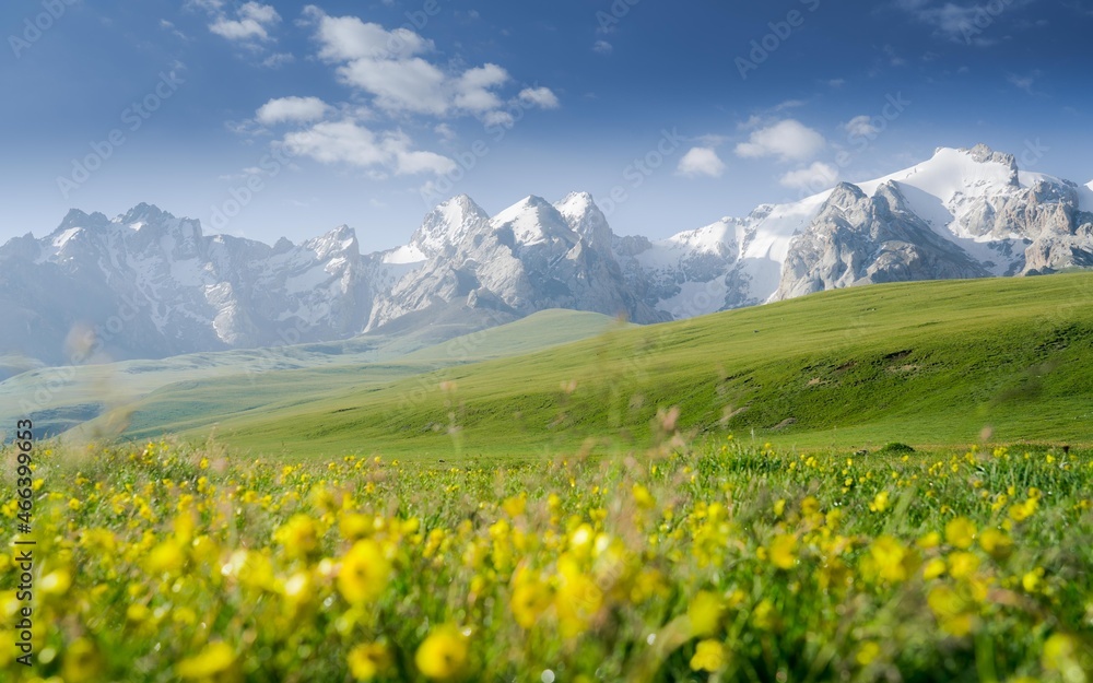 Blooming alpine valley in the middle of summer at an altitude of 3200 m above sea level. Beautiful landscape with alpine meadows and high mountains covered with snow.