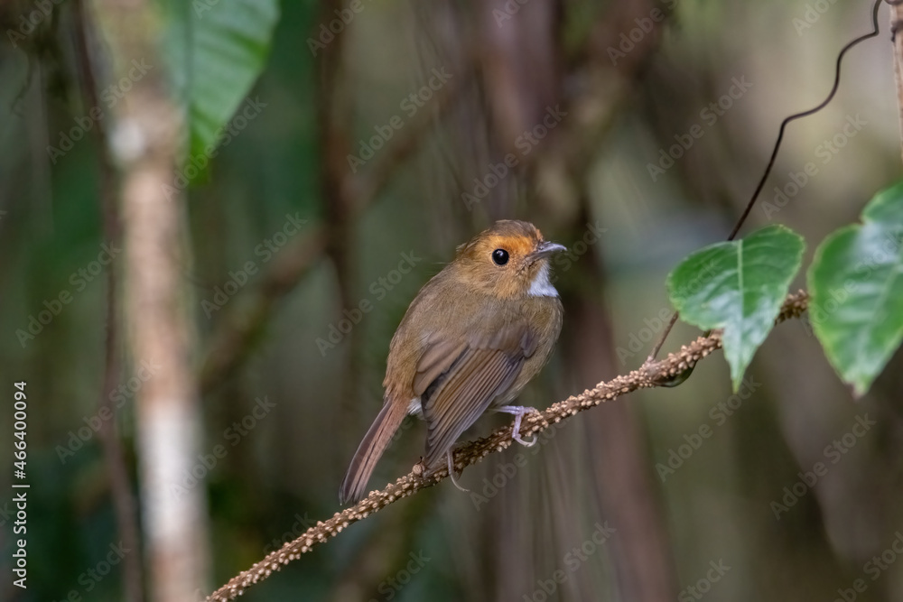 a Rufous-browed flycatcher (Anthipes solitaris) bird in nature a Rufous-browed flycatcher (Anthipes solitaris) bird in nature