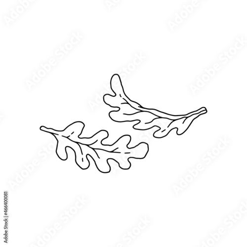 Arugula vector icon. Black and white hand drawn sketch of vegan green leaf food, isolated on white background.
