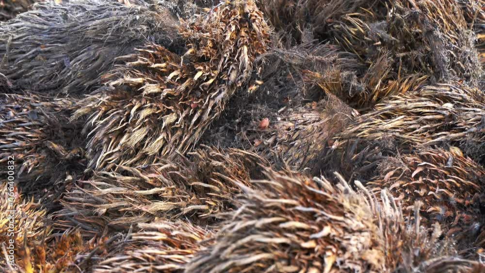 making organic compost from palm empty fruit bunches making organic compost from palm empty fruit bunches