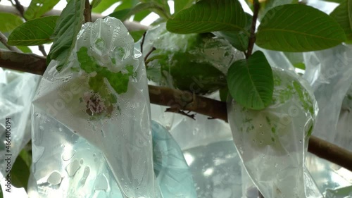 guava fruit on tree covered with plastic or bag protection photo