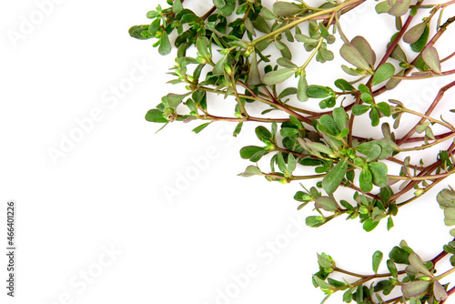 Purslane branch green leaves isolated on white background.top view,flat lay.