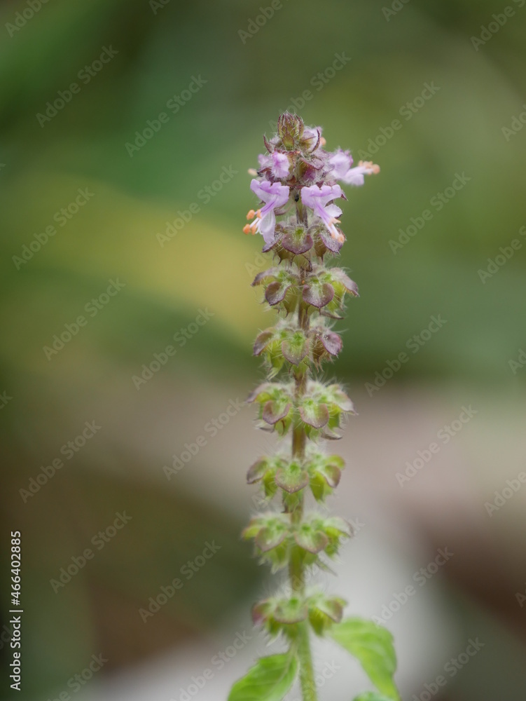 close up of a flower, plant of Tulshi close up of a flower, plant of Tulshi