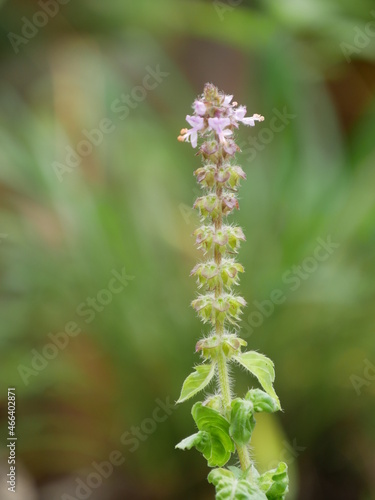 close up of a flower