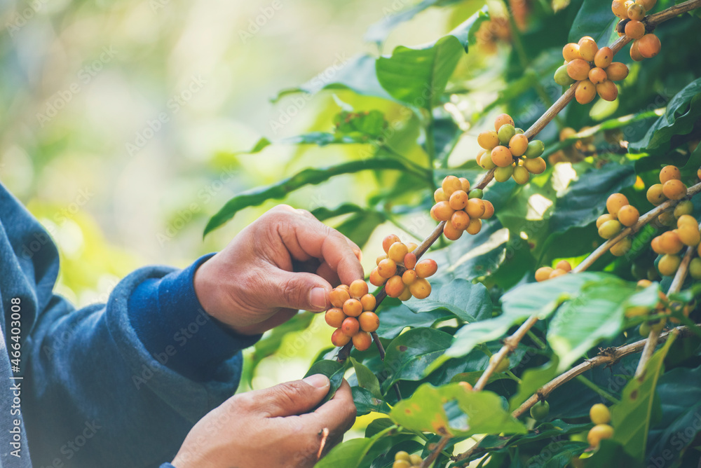 Man Hands harvest coffee bean ripe Red berries plant fresh seed coffee tree growth in green eco organic farm. Close up hands harvest red ripe coffee seed robusta arabica berry harvesting coffee farm Man Hands harvest coffee bean ripe Red berries plant fresh seed coffee tree growth in green eco organic farm. Close up hands harvest red ripe coffee seed robusta arabica berry harvesting coffee farm