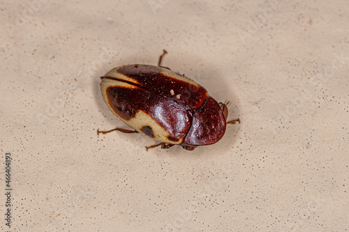 Adult Turtle Beetle photo