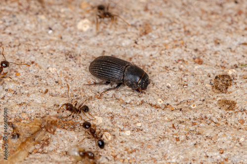 Adult Small Dung Beetle photo