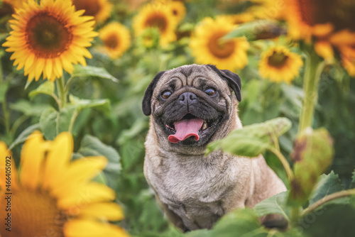 Murais de parede Portrait of a pug breed dog in a sunflower field