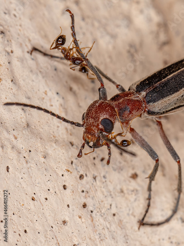 Burning Blister Beetle photo