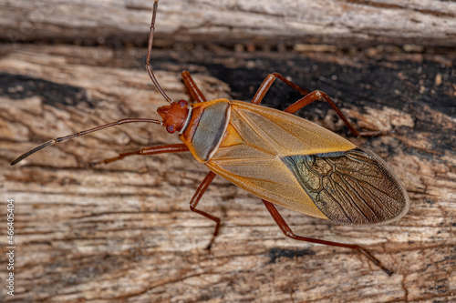 Adult Cotton Stainer Bug photo