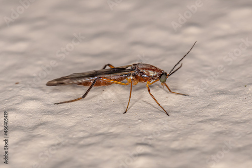 Adult Biting Midge
