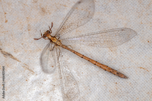 Adult Antlion Insect photo