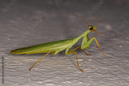 Adult Green Photinaid Mantis photo