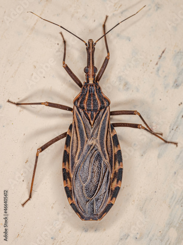 Adult Bloodsucking Conenose