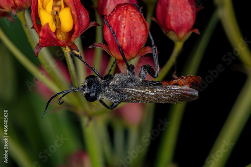 Adult Thread-waisted Wasp photo